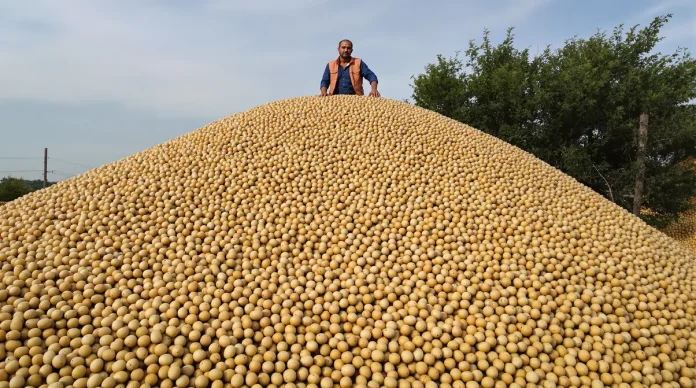 Pommes de terre : la filière élabore un protocole pour détruire les invendus Pommes de terre : la filière élabore un protocole pour détruire les invendus